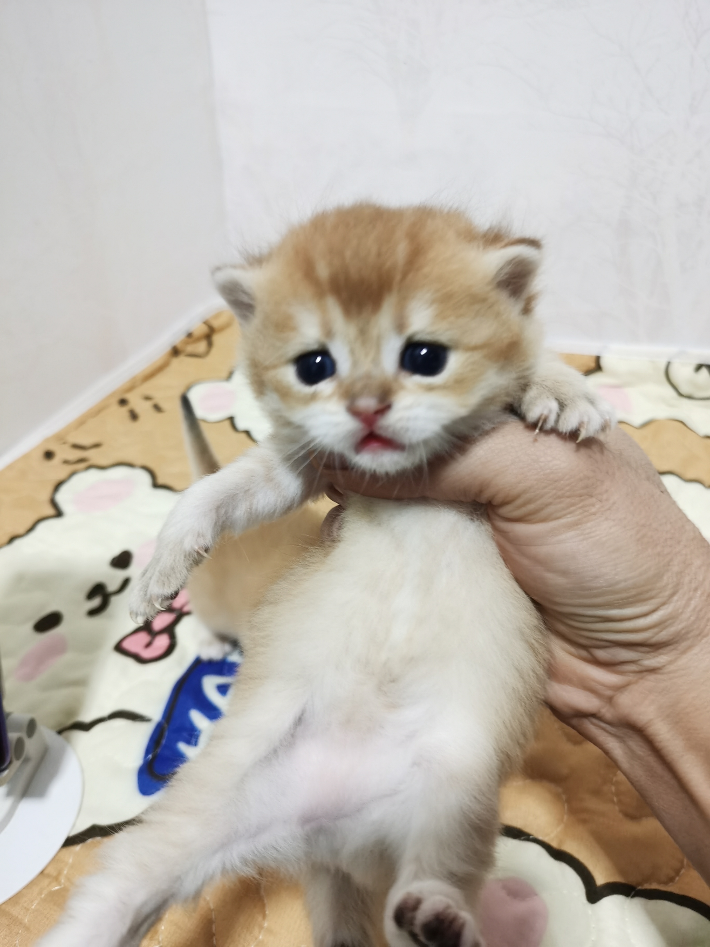 小偿领养长毛黑金渐层二十多天可提前预订